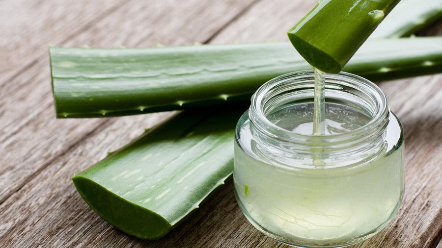 Aloe vera